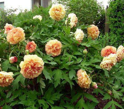 Tree peony Kinkaku (1 year) - Internet shop of peonies