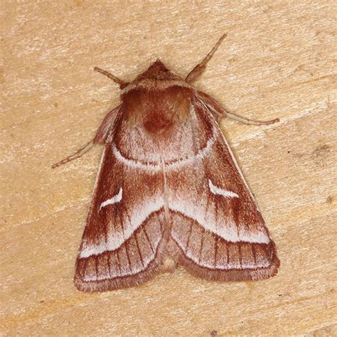 Fagitana littera - Mass Moths