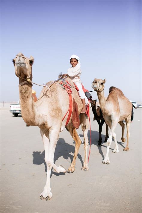 Fotografije sa izbora za Mis kamila Beauty Contest, Camels, Beautiful ...