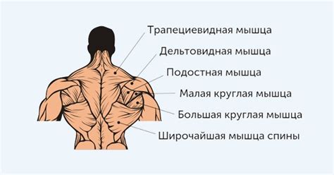 Топ 5 упражнений и пример программы для построения V-образного торса