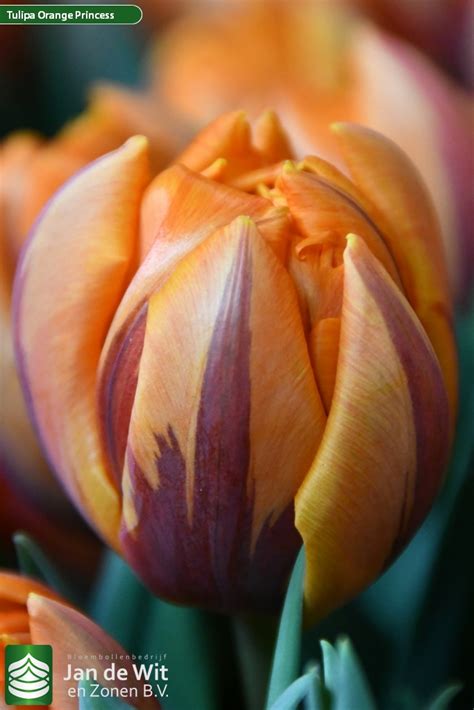 Orange Princess | チューリップ | Jan de Wit en Zonen B.V.