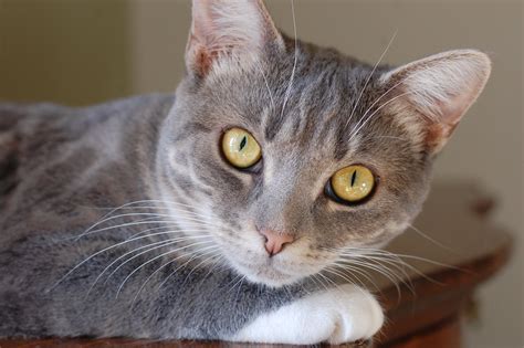5 Facts About Tabby Cats - 5 Facts About Tabby Cats
