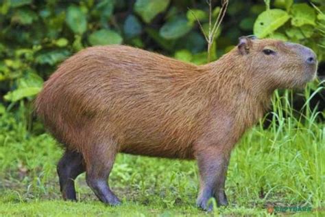 Capybara Size: How Much Do Capybaras Weigh?