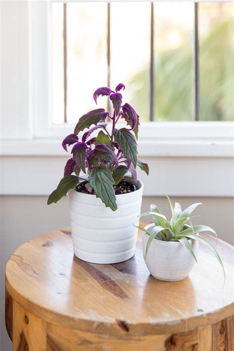 How to Grow and Care for Purple Passion Plant