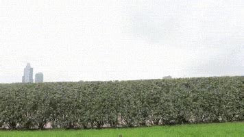 Hedge GIFs - Find & Share on GIPHY