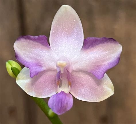 Phal. Tzu Chiang Sapphire 202, Blooming Size, Peloric Flowers, FREE ...