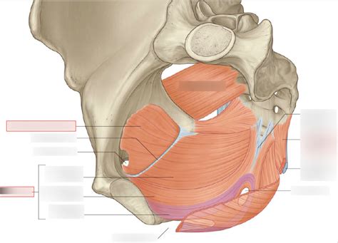 Pelvic Diaphragm Diagram | Quizlet