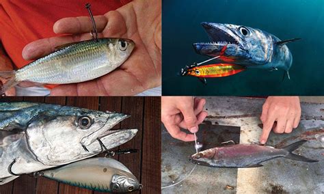 ketahui  jenis umpan terbaik jerat tenggiri
