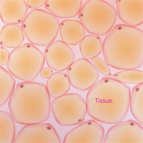 tissue types  function