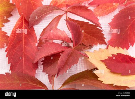 red autumn leaves background  res stock photography  images alamy