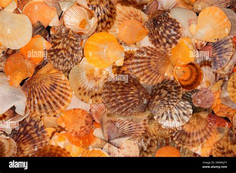 calico scallop  res stock photography  images alamy
