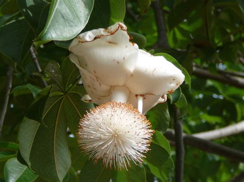 Adansonia digitata, Африкански баобаб, Адансония дигитата. екзотична ...