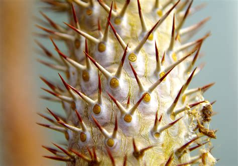 Thorny Desert Plant | Desert plants, Flora, Plants