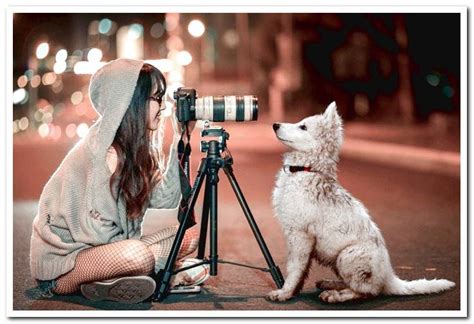 top   movies  dogs dogsis