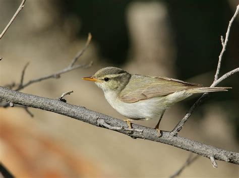 Зеленокрылая пеночка — Phylloscopus occipitalis / Статьи / Птицы Европы