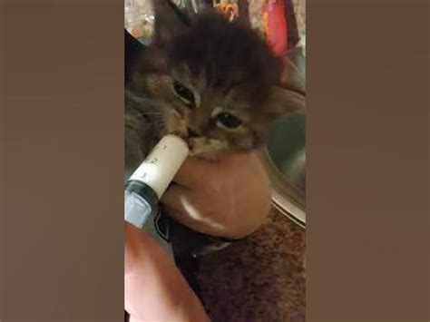 Кот пьет молоко 🐱😺🐈 - YouTube