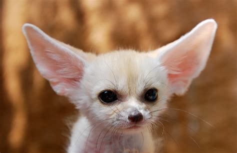 Fondo De Pantalla De Cachorro De Zorro Fennec