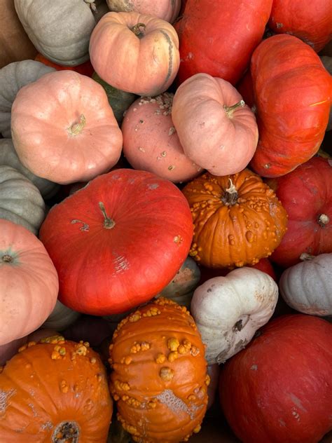 The Best Pumpkin Varieties (for Any Occasion) | Shifting Roots