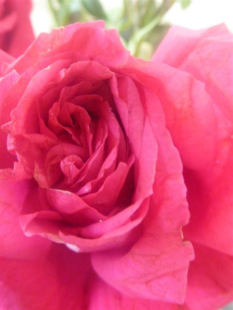 Free photo "Lovely Pink Rose"