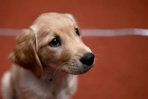 Visão | 15 dicas para compreender o que o seu cão lhe quer dizer