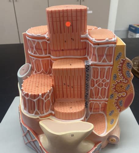 muscle fibercell model flashcards quizlet