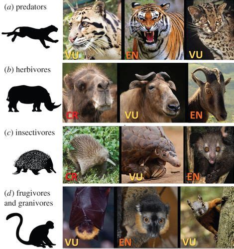 Bushmeat hunting and extinction risk to the world's mammals | Royal ...