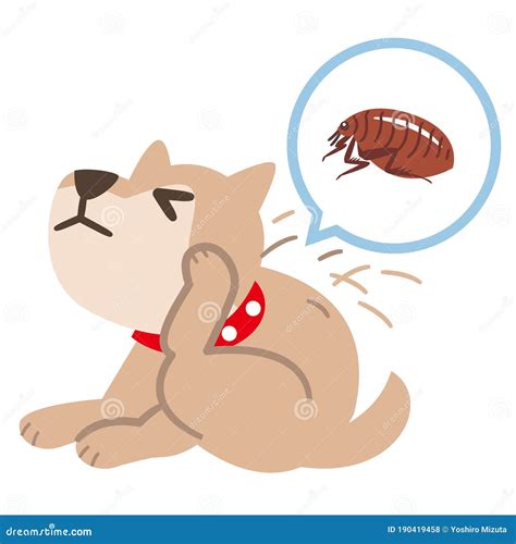 how do you dog scratching at home 7