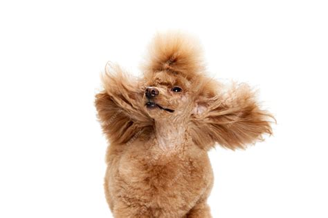 Premium Photo | Portrait of cute purebred poodle posing shaking head ...