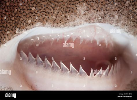 Smallest Shark In The World Ever Caught