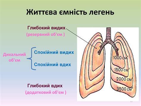 Життєва ємність легень — норма у людини і як виміряти