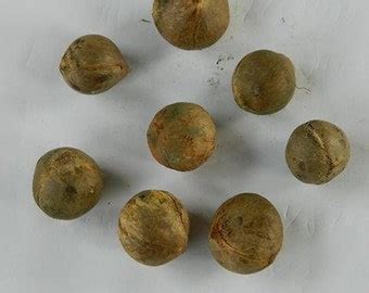 Royal Palm Tree Seeds roystonea Regia Packet of 15 Seeds - Etsy