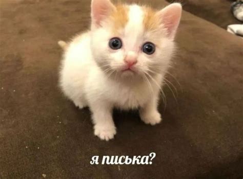 Пин от пользователя Anisimova Polina на доске Котяточки | Милые котики ...