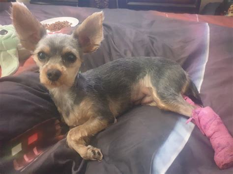 1107 best Yorkie images on Pholder | Yorkies, Aww and Yorkie