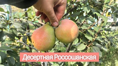Десертная Россошанская. Сорт осеннего срока созревания. - YouTube