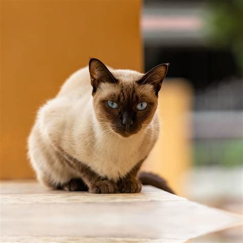 thai cat breed information purina