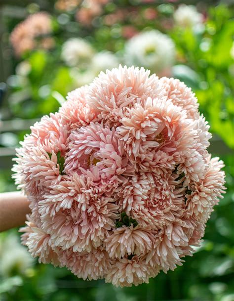 China Aster ‘King Size Apricot’ – Zoe Woodward Gardening