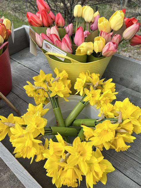 Suzy Sun Flowers | Lake Country BC
