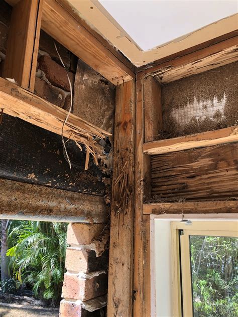 Termite Damage Repairs – Toms Building Services