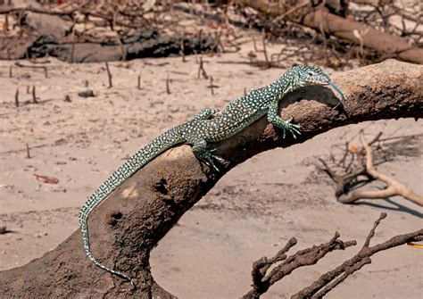 Varanus chlorostigma – IUCN SSC MONITOR LIZARD