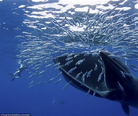 Pin by Laura Crouch on Science: How Fair! | Whale, Wildlife pictures ...