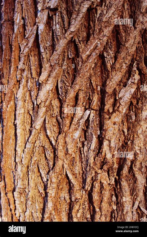 The Old Tree Stock Photo - Alamy