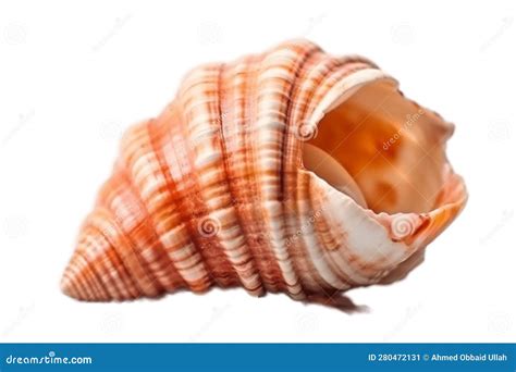 Seashell Isolated on Transparent Background, Generative Ai Stock Image ...