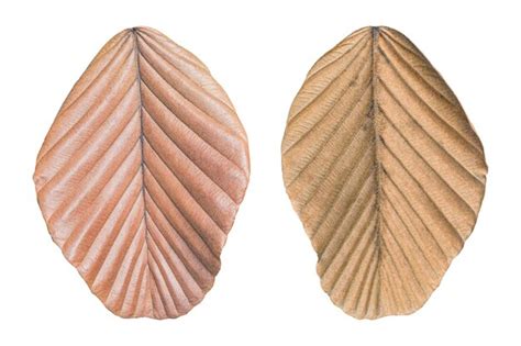 leaf sheath images    freepik
