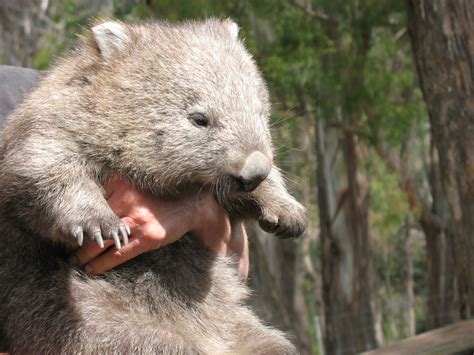 cute wombat | Cute wombat, Wombat, Australian fauna