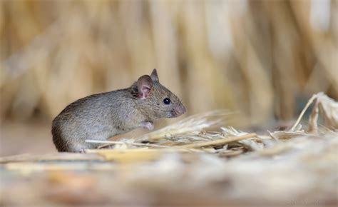 Млекопитающие/Домовая мышь - House Mouse/07_DSC0890_House_Mouse_modesty ...