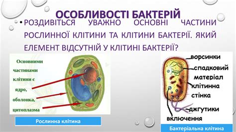 Презентація "Різноманітність організмів. Бактерії"
