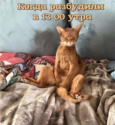 Пин от пользователя asteopea на доске Без кота и жизнь не та 🐱 ...