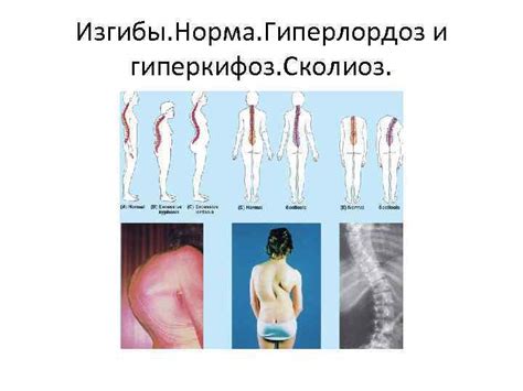 Введение в анатомию Ткани Кости и соединения костей