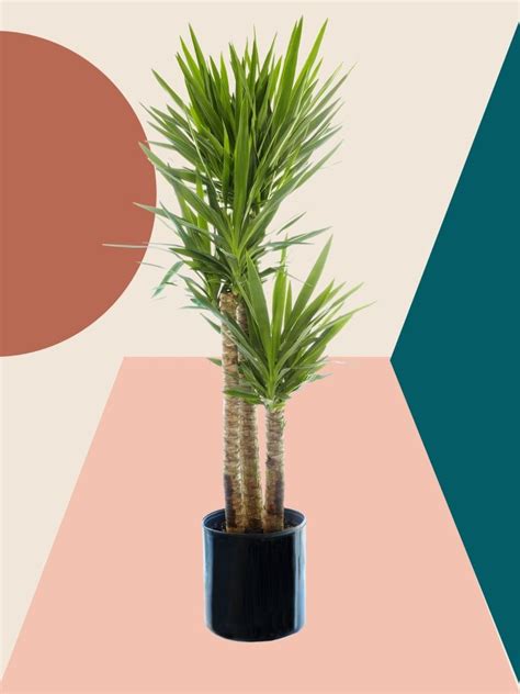 Everything You Need to Know About Your Yucca Plant | Yucca plant, Yucca ...