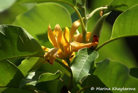 Trees of Tropical Asia - Magnolia champaca